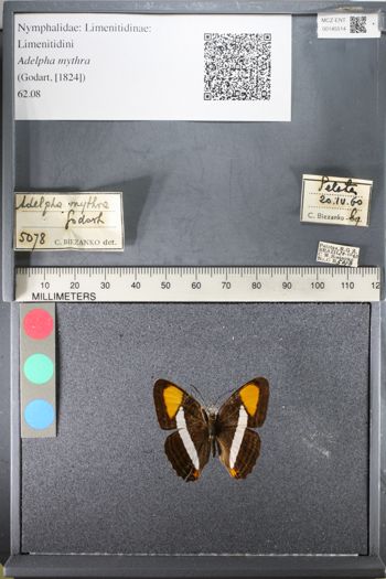 Media type: image;   Entomology 145514